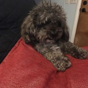 Meet your Posher, Eva